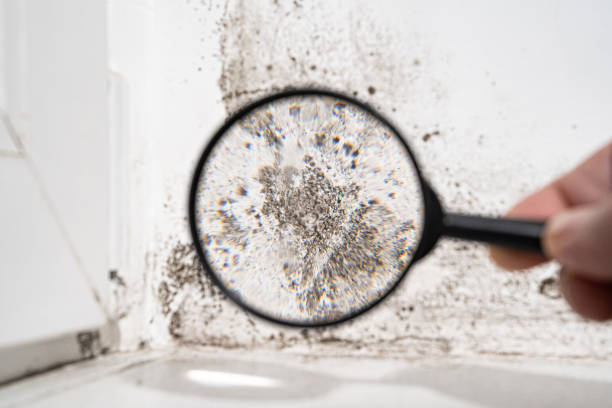 Environmental Consulting for Mold Prevention in Walbridge, OH